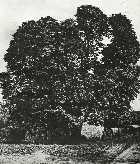 Friendship Tree