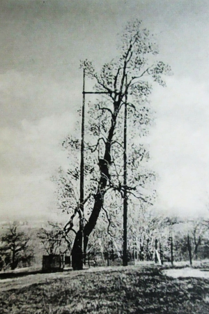 Friendship Tree with sling